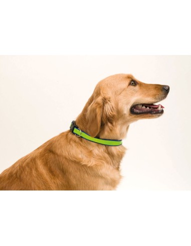 Collar Muttley