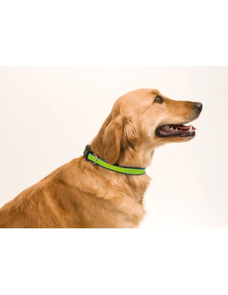 Collar Muttley