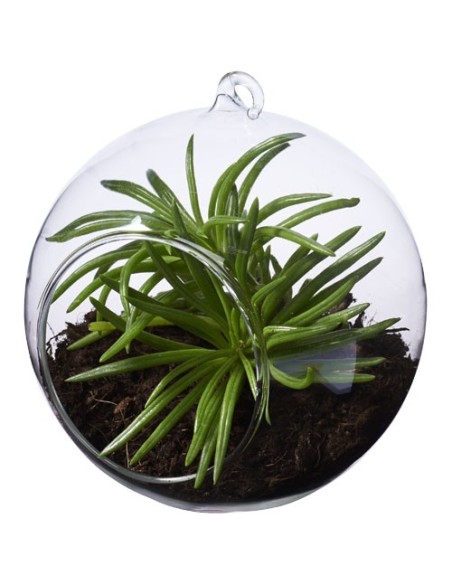Terrario Sphere