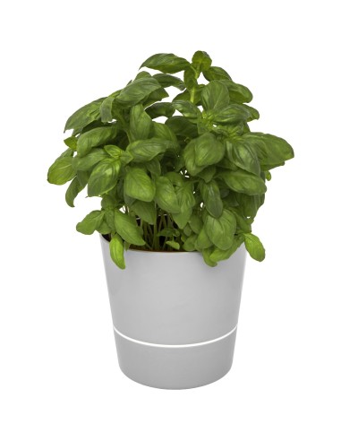 Maceta para cocina "Herbs"