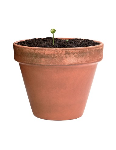 Capsula Semillas Biyok